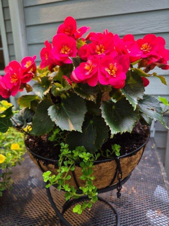 Begonia grendis Dry and and Pilea Baby Tears in coir hanging basket