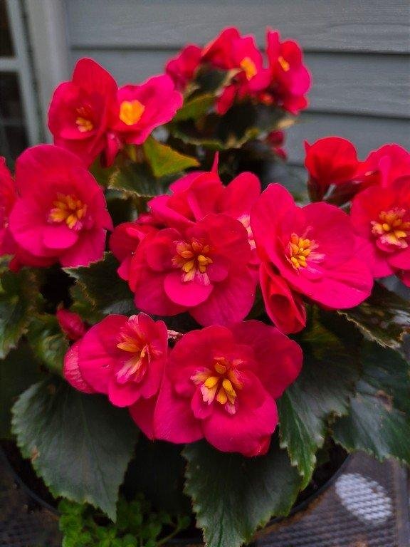 Red Begonia in bloom