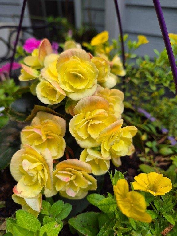 Yellow Begonia in bloom