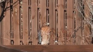 Red-Shouldered Hawk