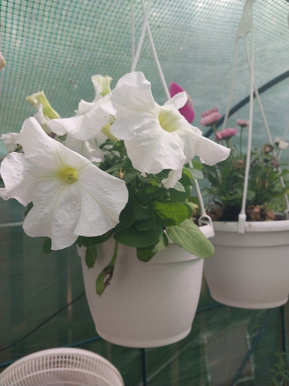 Small Petunia Hanging Basket