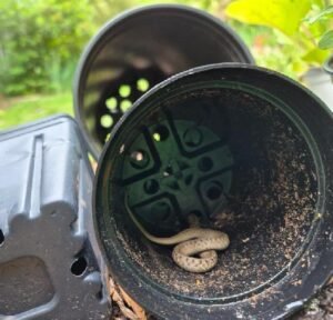 Baby DeKay’s brown snake. Not a copper Head !