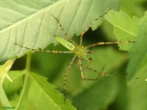 Green Lynx Spider – Peucetia viridans