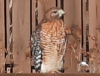 red-shouldered hawk
