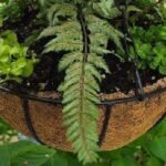 Japanese Painted Fern