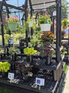 Planters and Hanging Baskets