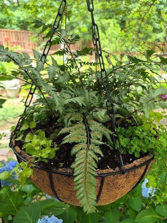 11" Coco coir Hanging Basket
