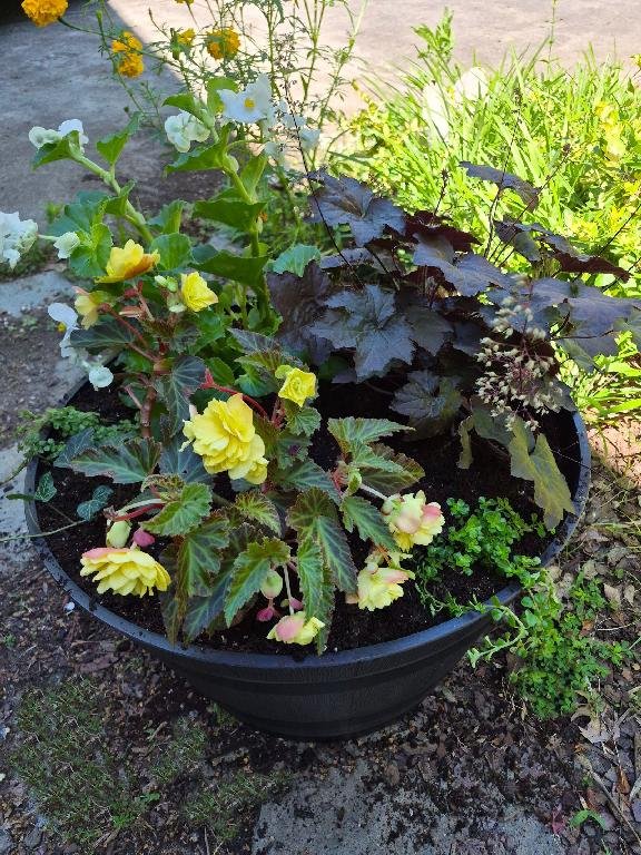 Barrel deck planter with white Angel Wing Begonia, Heuchern Purple, Yellow Begonia & Baby Tears