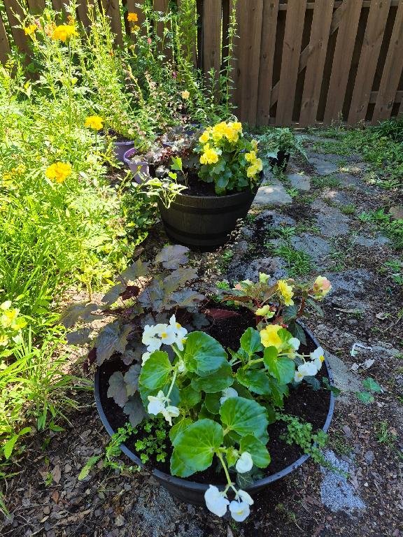 Barrel deck planter with Japanese Painted Fern, Heuchern & Yellow Begonias
