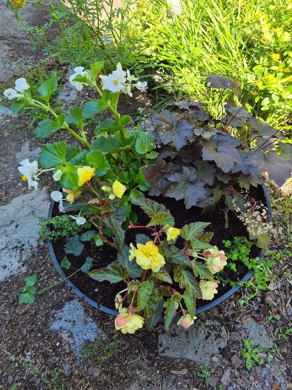 Barrel deck planter with Japanese Painted Fern, Heuchern & Yellow Begonias