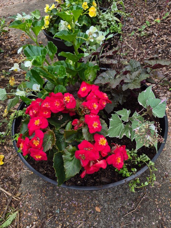 Shade loving deck planters
