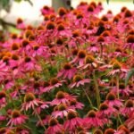 Echinacea Powwow Wild Berry