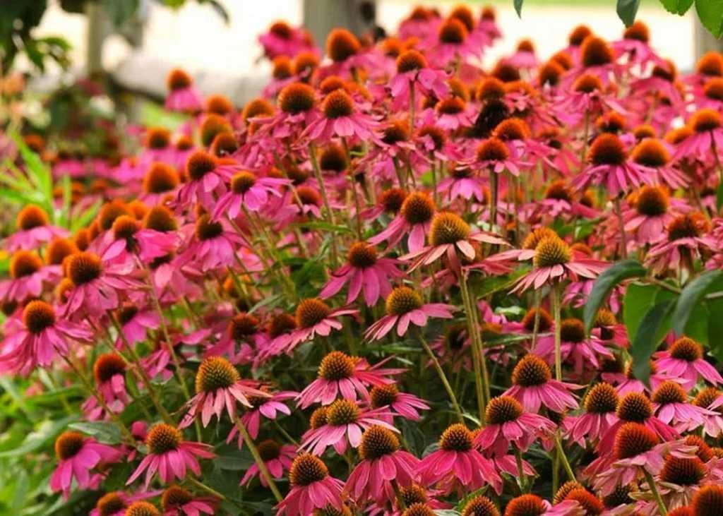 Echinacea Powwow Wild Berry