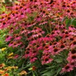 Echinacea Powwow Wild Berry