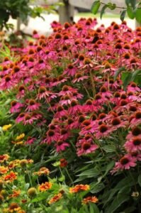 Echinacea Powwow Wild Berry