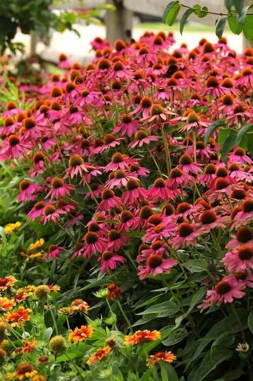Echinacea Powwow Wild Berry