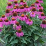 Echinacea Powwow Wild Berry
