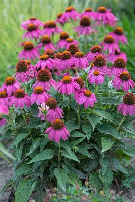 Echinacea Powwow Wild Berry