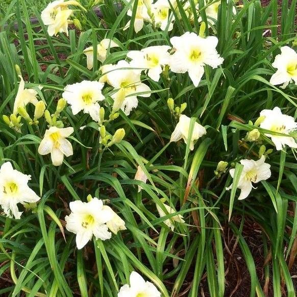 Hemerocallis Joan Senior – Daylilies