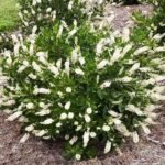 Clethra Hummingbird