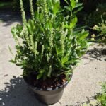 Clethra Hummingbird