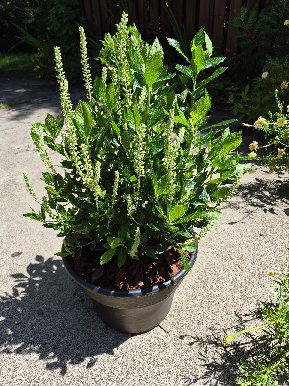 Clethra Hummingbird