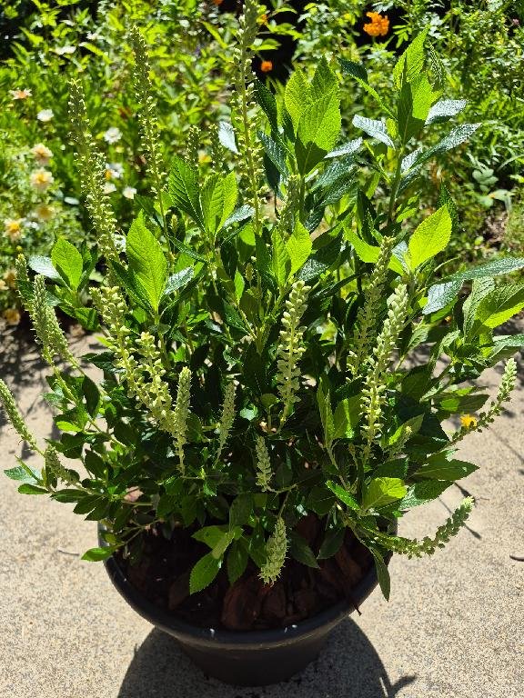 Clethra Hummingbird