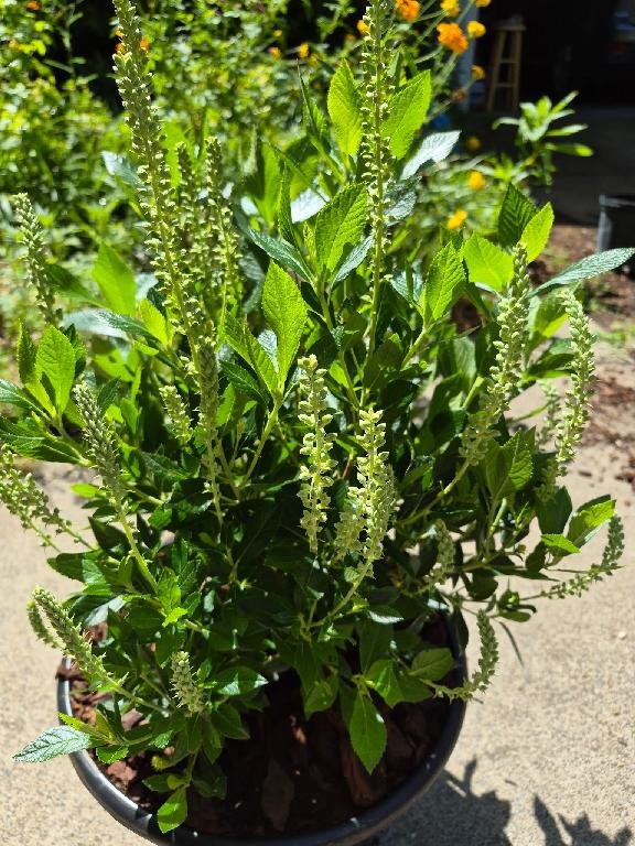 Clethra Hummingbird
