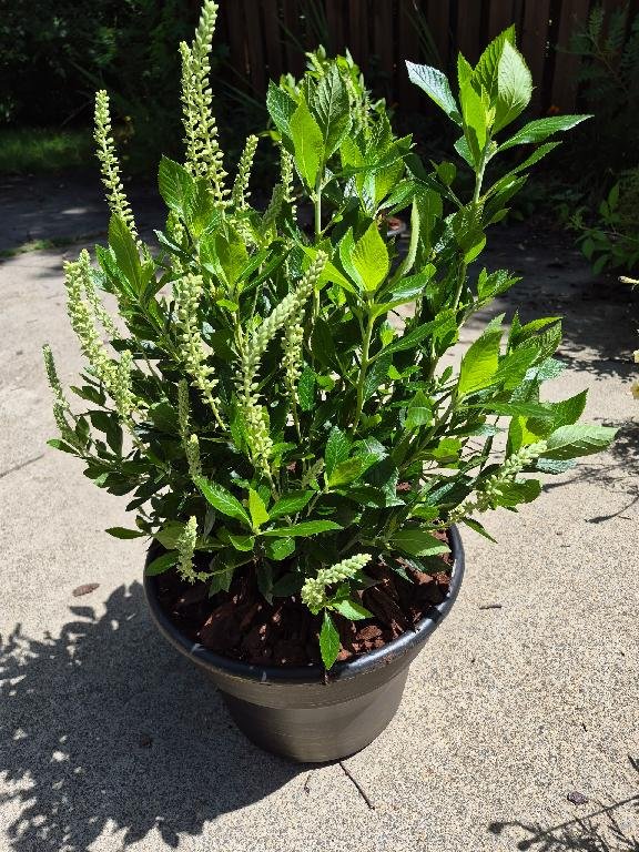 Clethra Hummingbird