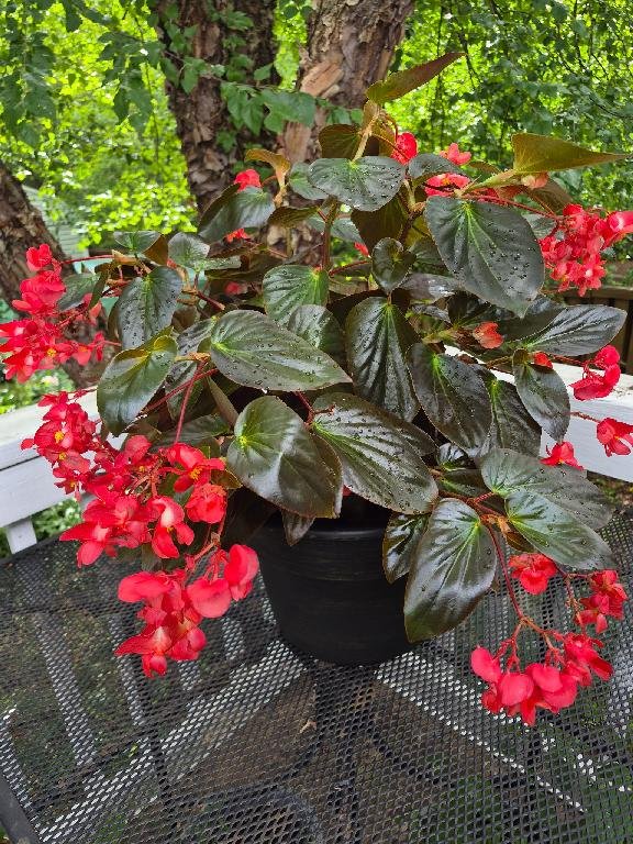 Dragon Wing Begonia in a Resin Deck Planter