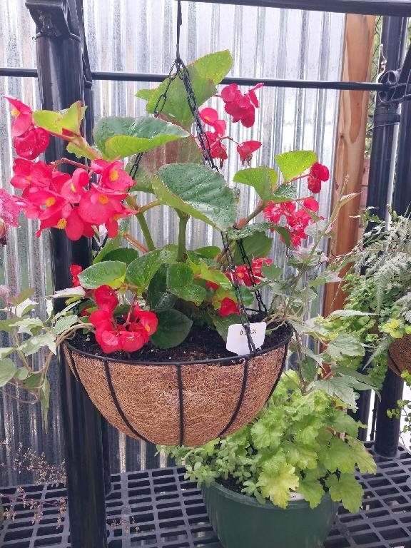Dragon Wing Begonia in a Coco Coir Hanging Basket