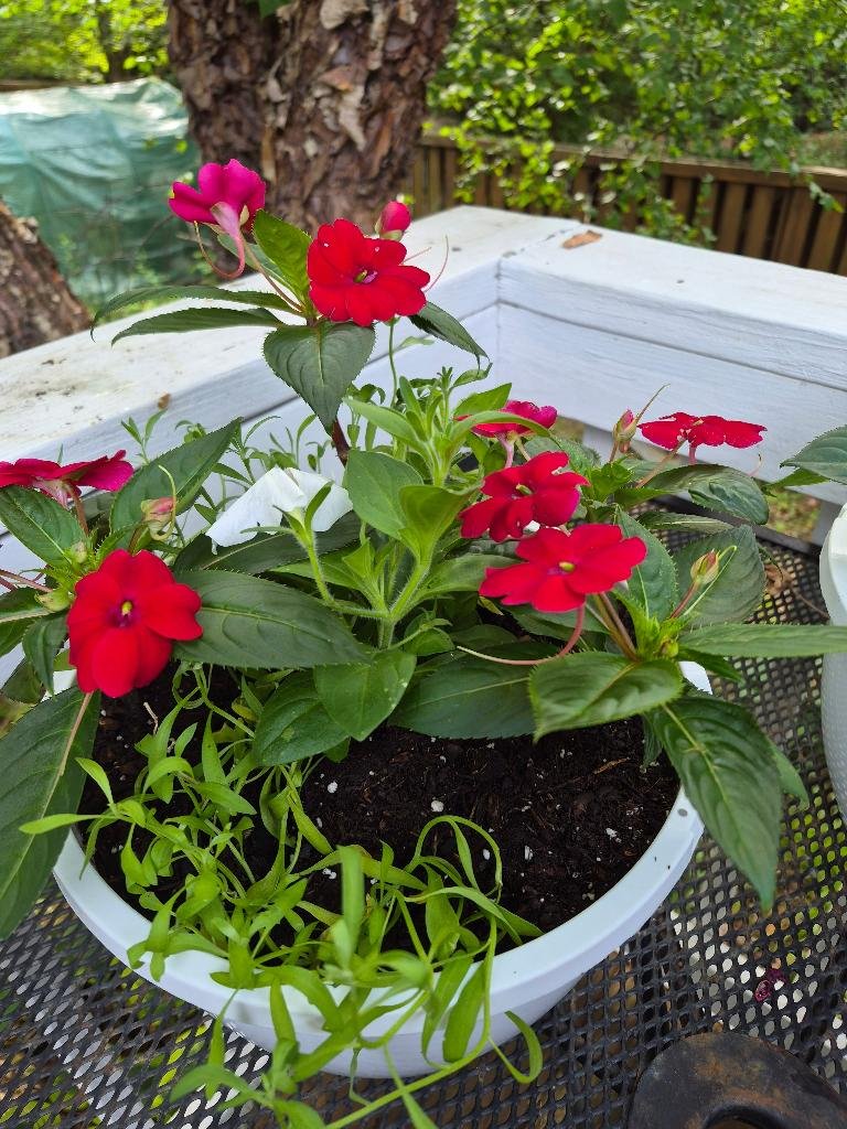 Red dahlias and white petunias