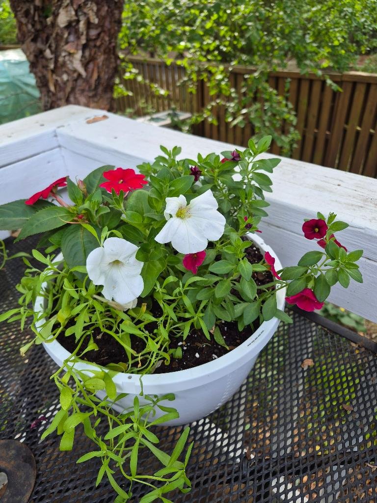 Red dahlias and white petunias