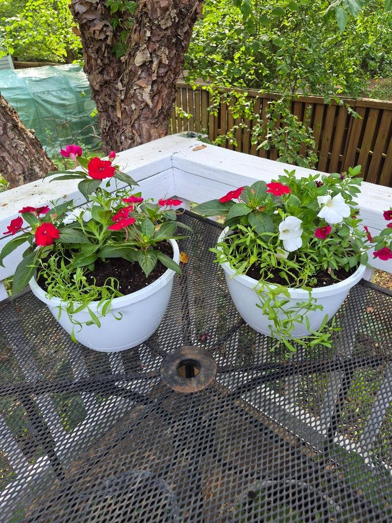 Red dahlias and white petunias