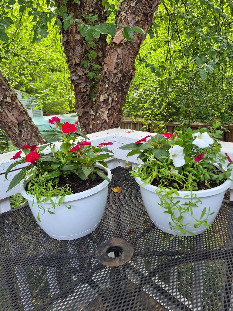 Red dahlias and white petunias