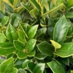 Ilex Soft Touch