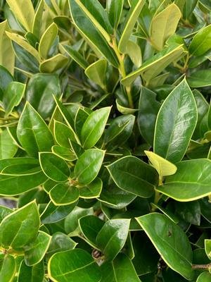 Ilex Soft Touch