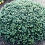 Ilex Soft Touch
