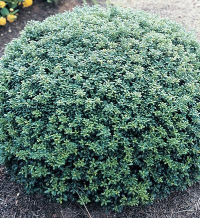 Ilex Soft Touch