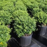 Ilex Soft Touch