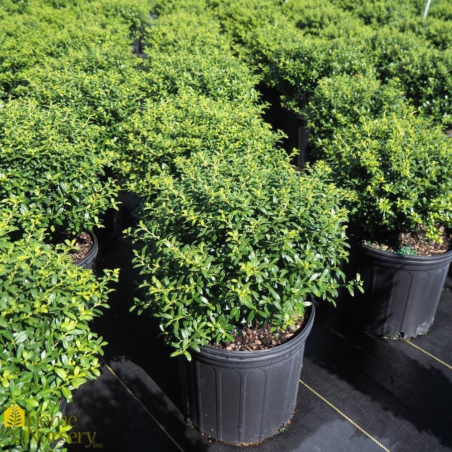 ilex soft touch