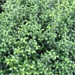 Ilex Soft Touch