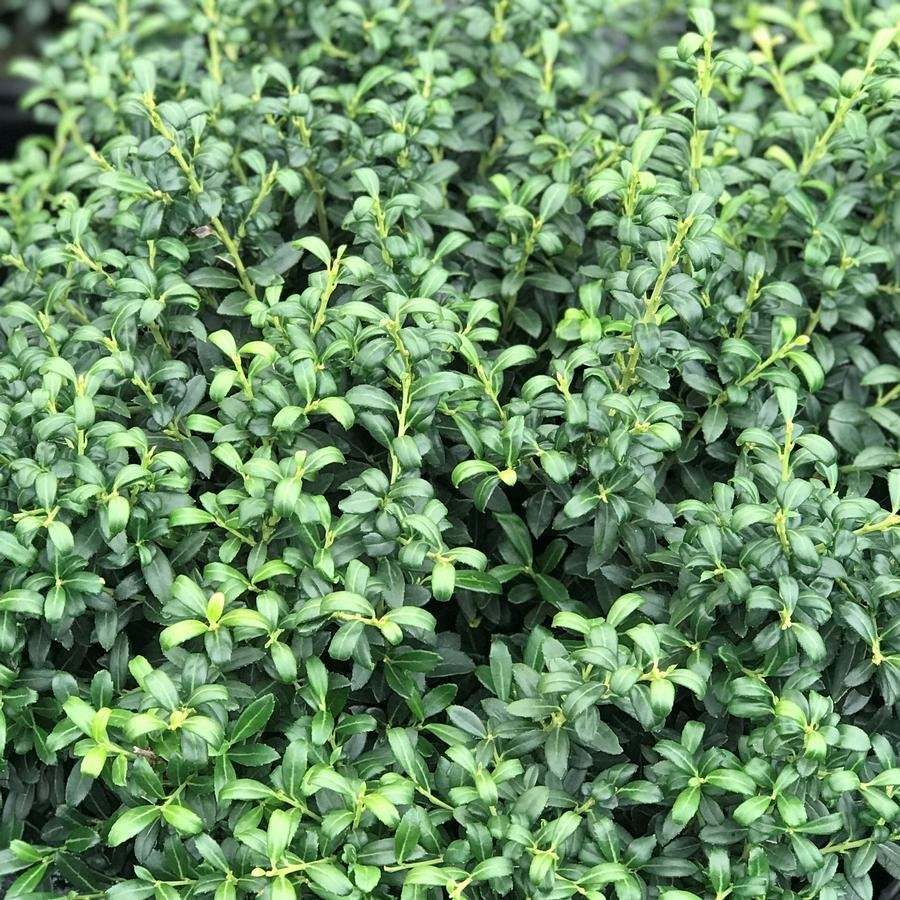 ilex soft touch
