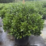 Ilex Carissa-holly