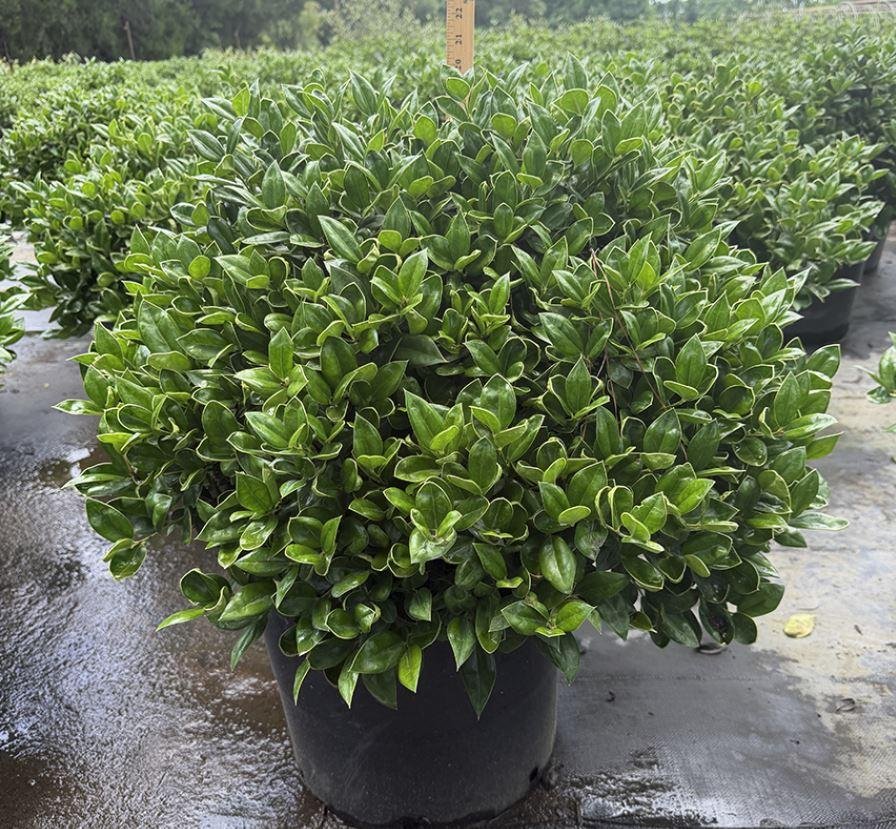 Ilex-Carissa