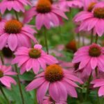 Echinacea Powwow Wild Berry