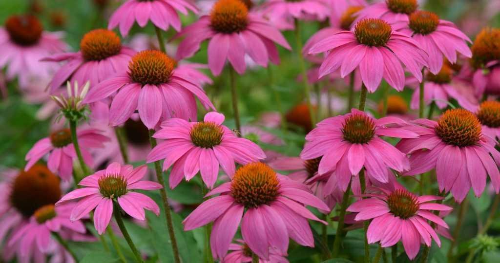 Echinacea Powwow Wild Berry