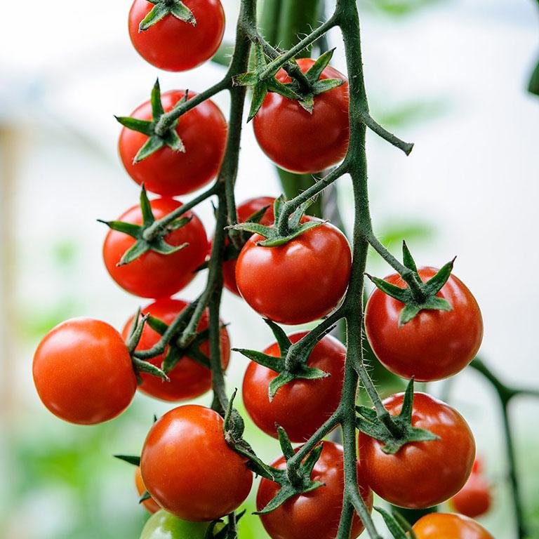Sweet Cherry Tomatoes