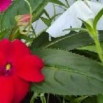 Red dahlias and white petunias
