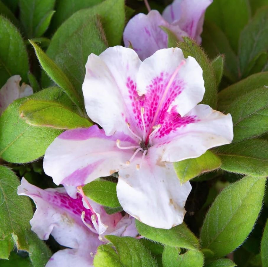 Pink & White Azaleas